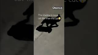 The shadow is more catlike than the cat😭 everyone better blow this up and sub viralvideos shorts [upl. by Oliric]