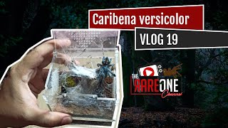 Vlog 19 Caribena versicolor care and rehousing [upl. by Onfroi]