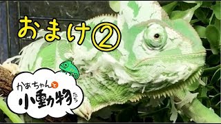 笑うエボシカメレオン。脱皮途中のごはん おまけ映像2Chameleon Shedding [upl. by Blanch]