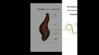 Filter feeding in polychaeta in invertebrates [upl. by Gui]