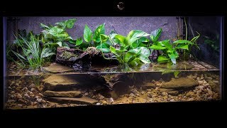 The American Bullfrog Paludarium [upl. by Saunder]