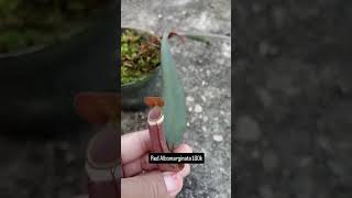 nepenthes plants kantongsemar tanamankarnivora [upl. by Tiffi965]