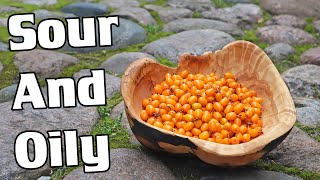 SEA BUCKTHORN  Reviewing The Fresh Fruit in Estonia  Weird Fruit Explorer [upl. by Held397]