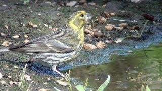 Serín verdecillo Serinus serinus European Serin [upl. by Notnef]