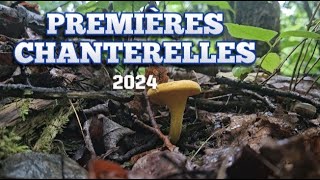 Premières chanterelles 2024 [upl. by Brandy]