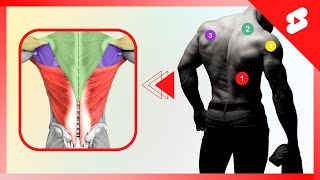 COMO COMBINAR EXERCÍCIOS DE COSTAS shorts [upl. by Notsahc]