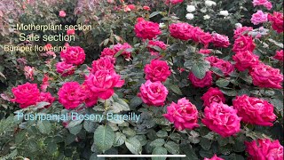 🌹 Motherplants  Character  Bumper Flowering  Stock update  Pushpanjali Rosery [upl. by Nodnahs]