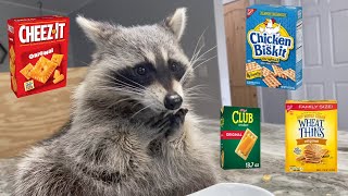 Raccoon Tastes Most Popular Crackers [upl. by Hester]