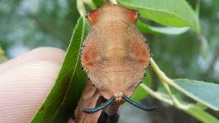 Lobster Moth Larva Mimicking Snake ヘビに擬態するシャチホコガ幼虫 Stauropus fagi persimilis [upl. by Gellman406]