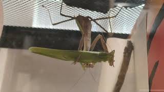 Giant Mantis eating Conehead Katydid  Zephyr Nature [upl. by Goldarina]