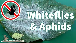 Organic White Fly Control  How to get rid of Whiteflies amp Aphids [upl. by Minerva]