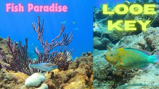 Marine Sanctuary  Fish Paradise at Looe Key Reef  Florida Keys  Dive the Atlantic [upl. by Tuckie]