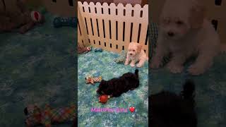 Moxie amp Millie wwwpuppyplacebiz cutepuppies maltipoopuppy maltipoo [upl. by Heim]