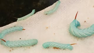 Hornworm babies… now what do I do with them [upl. by Mosby]