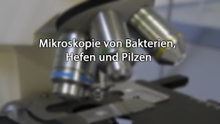 Mikroskopie von Bakterien Hefen und Pilzen [upl. by Merle]