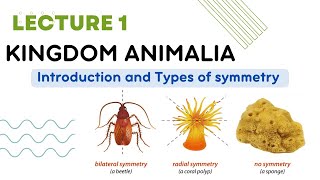 Kingdom Animalia introduction and body symmetry Diversity among animals lecture 1 [upl. by Palgrave]