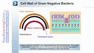 Rapid Learning Prokaryotes and Protists  What are Prokaryotes [upl. by Colinson]