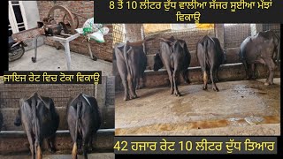 ਸੱਜਰ ਸੂਈਆ ਚਾਰ ਮੱਝਾਂ ਵਿਕਾਊ four buffalo for salebestqulitytop bufflosaleviralvideoshare👌👌 [upl. by Llerad448]