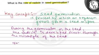 What is the role of radicle in seed germination \ P \ W [upl. by Selwin263]