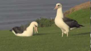 Kauai albatross first day on land after 6 years at sea [upl. by Etom999]