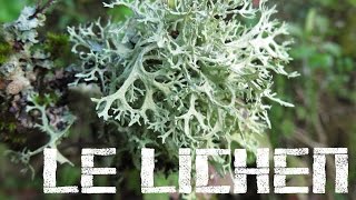 Hiver  Le lichen  Comestible [upl. by Okimuy]