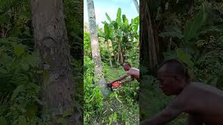 cutting down the tallest palm tree in the world [upl. by Thaddeus]