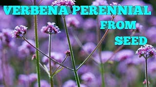 How to grow Verbena bonariensis from seed [upl. by Assirak]