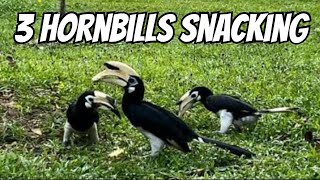 I Tested Apples on Hungry Hornbills Heres What Happened [upl. by Markiv357]