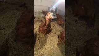 El Agua y el Alimento Algo Muy Importante en la Cria de Gallinas de Postura 🐣👀🤠 gallinas pollos [upl. by Nonek]