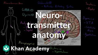 Neurotransmitter anatomy  Organ Systems  MCAT  Khan Academy [upl. by Yht]