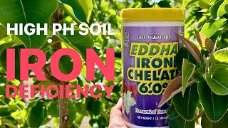 🌱 How to Treat Iron Chlorosis caused by High PH [upl. by Yenttirb269]