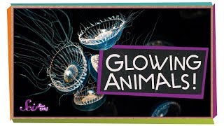 Glowing Ocean Animals [upl. by Yajiv131]