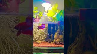 wonderful rare bettafish🐠fishtank fish bettafish aquarium ytshorts shortsvideo [upl. by Davida330]