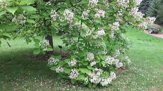 Catalpa bignonioides katalpa trubačovitá [upl. by Ilamad904]