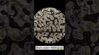 Foundation under 400X magnification is super coolunderthemicroscope microscope science [upl. by Chill]