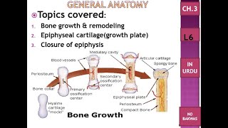 C3 L6 bone growth amp remodeling epiphyseal cartilage growth plate closure of epiphysis Urdu [upl. by Parrie]