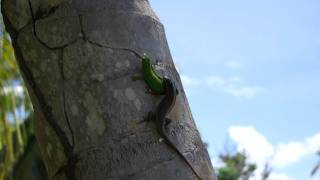 Gecko vs Lizard [upl. by Alohs]