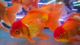 Beautiful Goldfish swimming  Best Fish Tank  Relaxing Video Water Sound [upl. by Hen514]