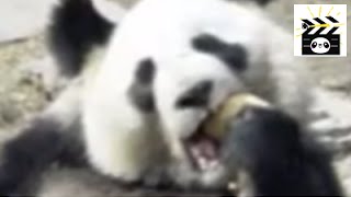 Do panda bears really eat bananas See how this clever panda goes about getting one [upl. by Asaeret77]