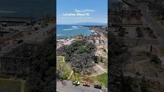 Lahaina’s Banyan Tree June 2024 Update… 10 months after the big 🔥 maui lahaina lahainafire [upl. by Enomahs]