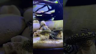 Sewellia lineolata Speedy Catfish Aquarium 💨💨shortvideo aquarium catfish flossensauger [upl. by Ramo]