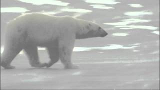 Explorer Polar bears will actively hunt man [upl. by Ailis869]