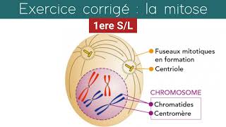 Exercice corrigé1ereSL le cycle cellulaire [upl. by Moitoso]