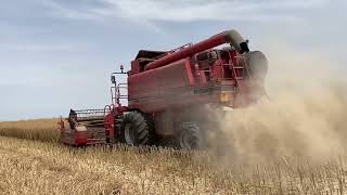 Case IH 2388 Axial Flow Oilseed Rape Harvest  OSR 2022 [upl. by Ventura]