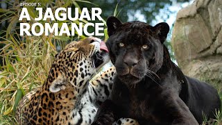 A Perfect Day  Ep 5 quotA Jaguar Romancequot [upl. by Leaffar481]