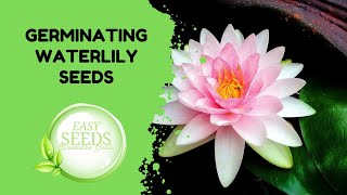 How to Germinate Waterlilly seeds in the Uk Easy [upl. by Amadis30]