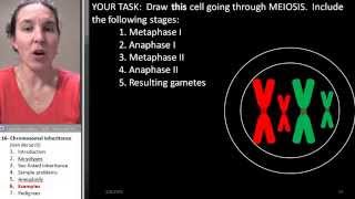 Chromosomes 6 Aneuploidy examples [upl. by Eatnuahs]