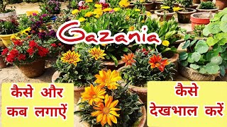 Gazania Plant  कैसे और कब लगाकरकैसे देखभाल करें [upl. by Nalat]