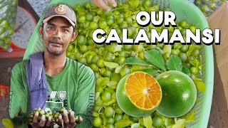 Why is the Filipino Calamansi Being Left Behind [upl. by Oakley827]