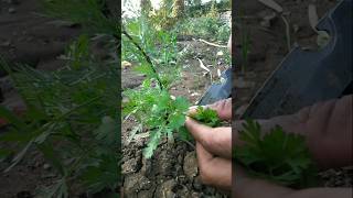 harvesting coriander to add to vegetables nature farming coriander shorts [upl. by Ocsirf]